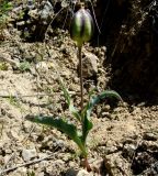Tulipa wilsoniana. Плодоносящее растение. Копетдаг, Чули. Май 2011 г.