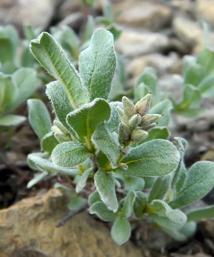 Изображение особи Salix glauca.