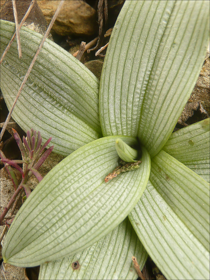 Изображение особи Ophrys oestrifera.