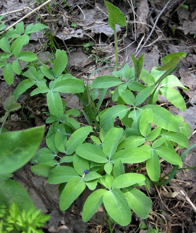 Image of Gymnospermium altaicum specimen.