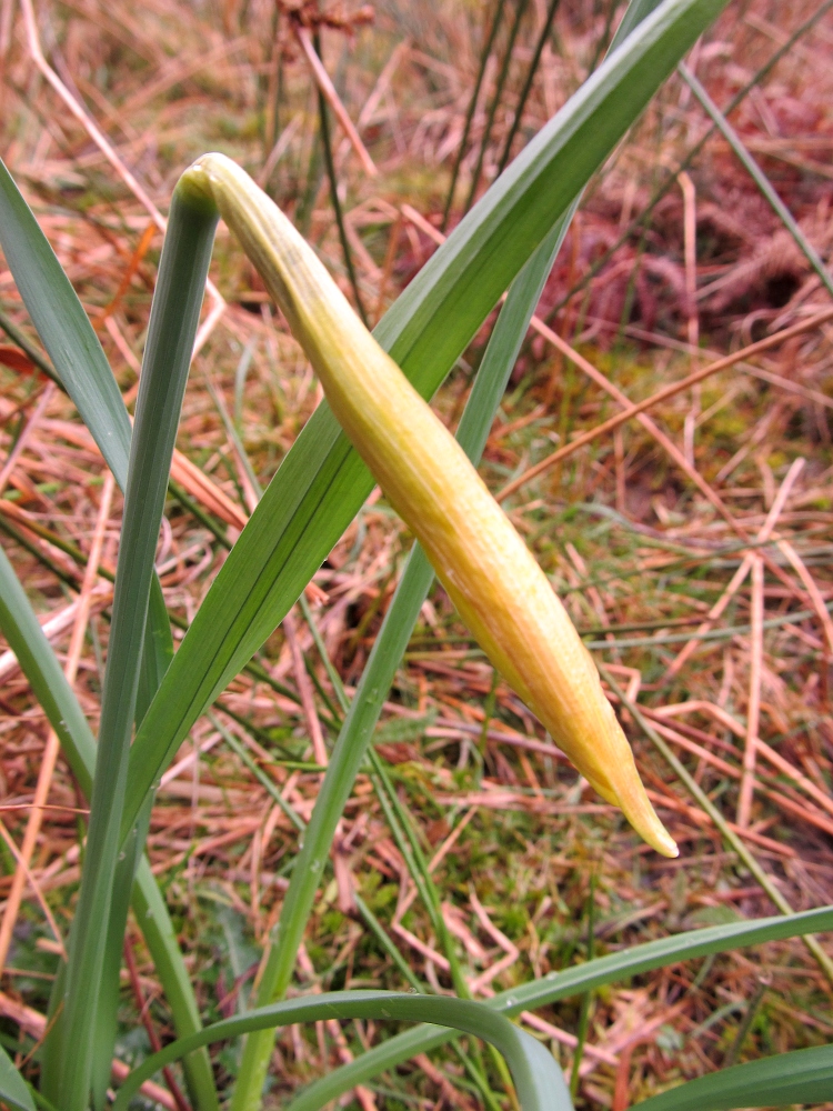 Image of genus Narcissus specimen.