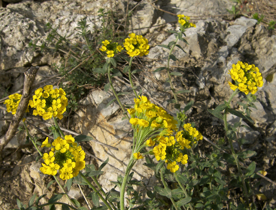 Image of Alyssum trichostachyum specimen.