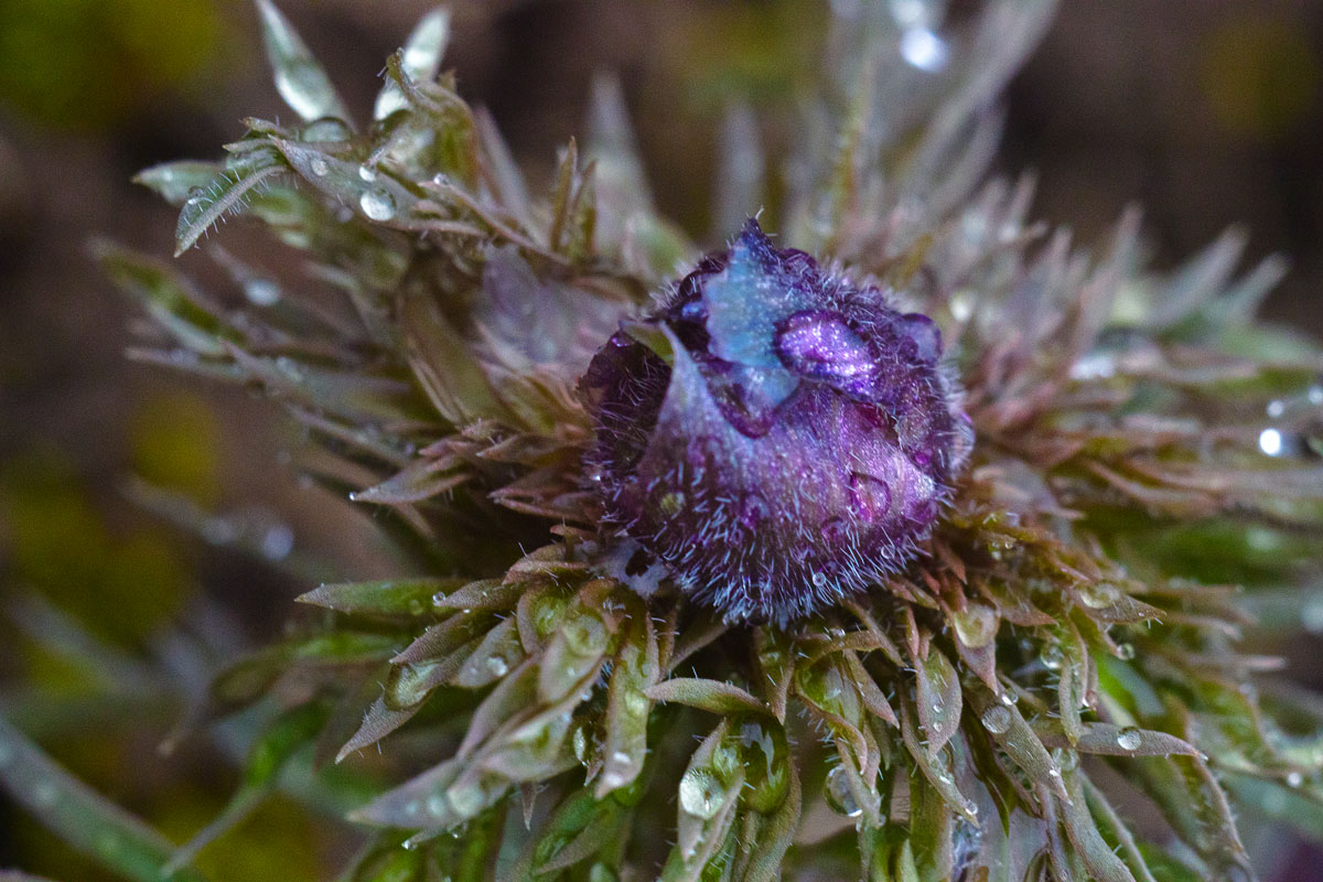 Image of Adonis volgensis specimen.