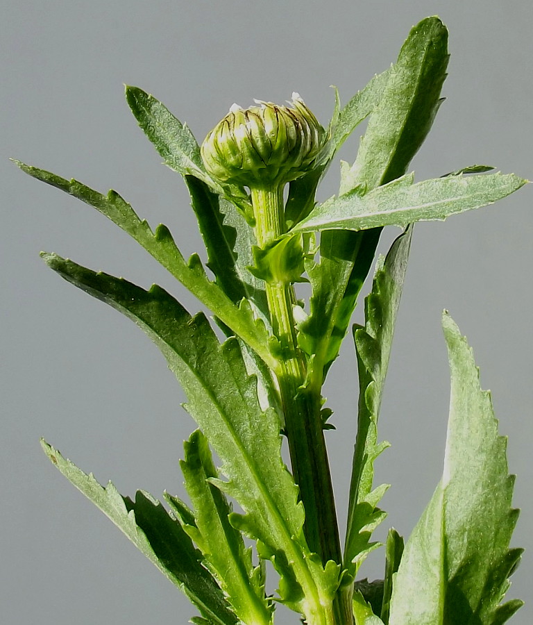 Image of Leucanthemum vulgare specimen.