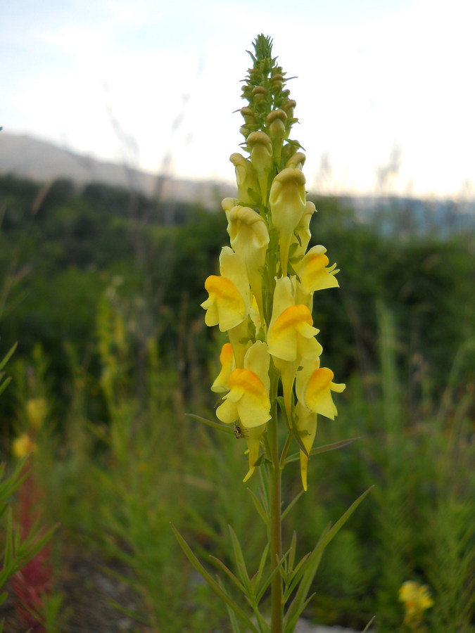 Изображение особи Linaria ruthenica.