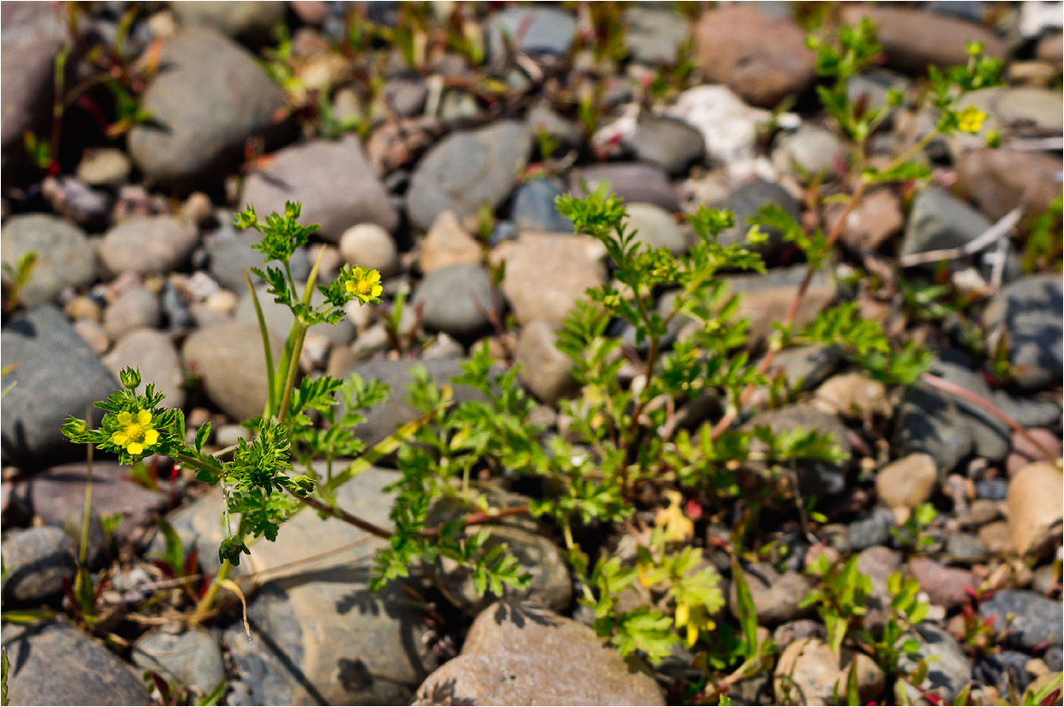 Image of Potentilla supina ssp. costata specimen.