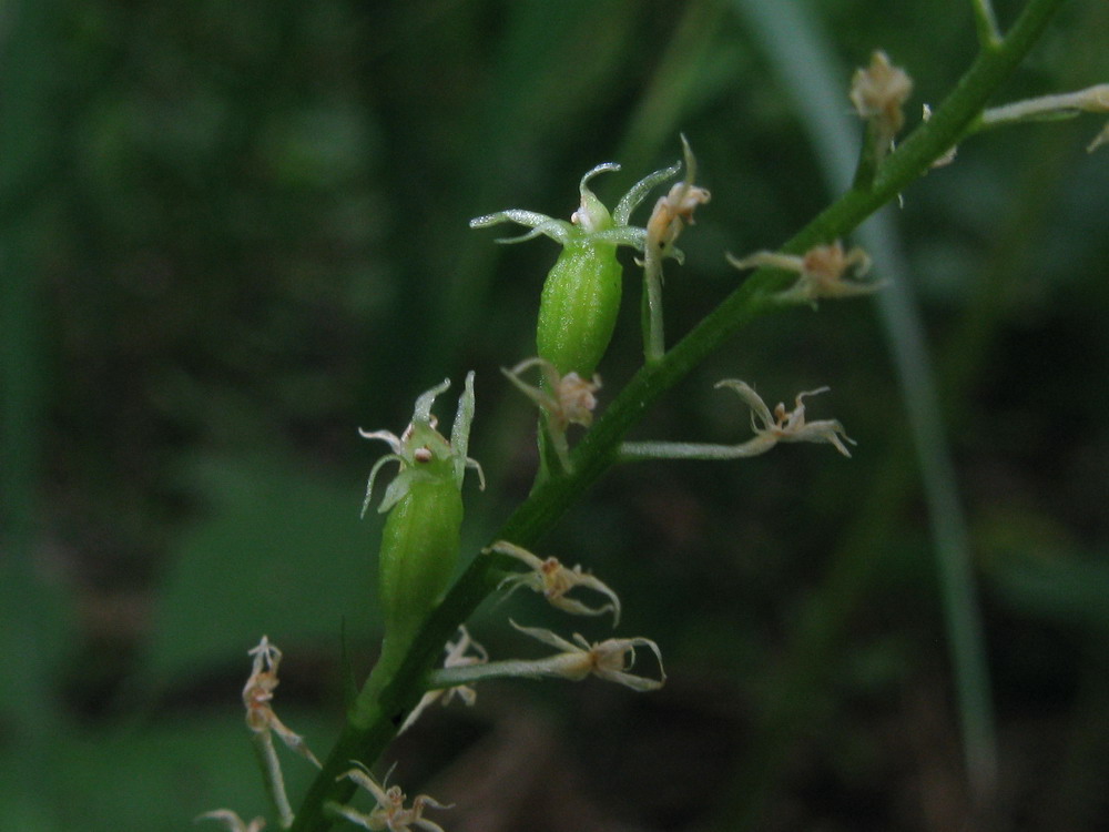 Image of Malaxis monophyllos specimen.