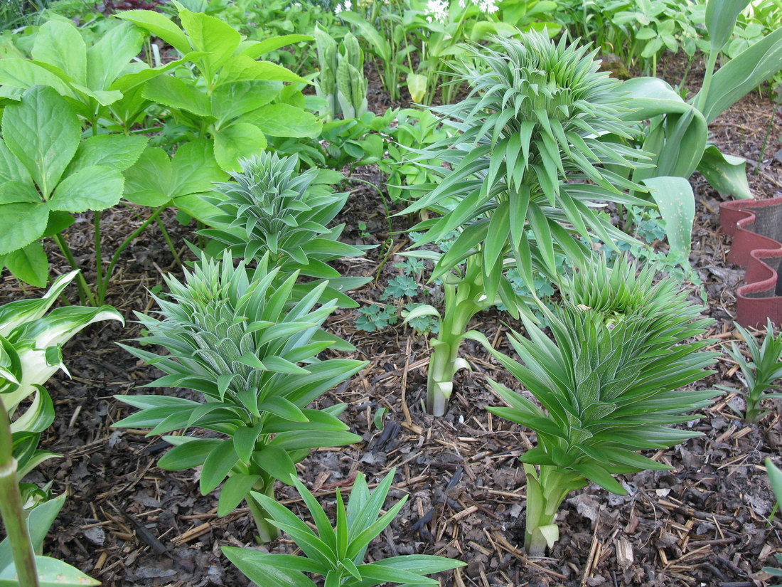 Image of Lilium monadelphum specimen.