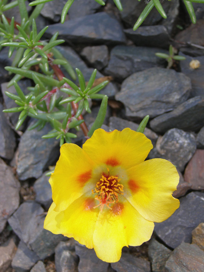 Изображение особи Portulaca grandiflora.