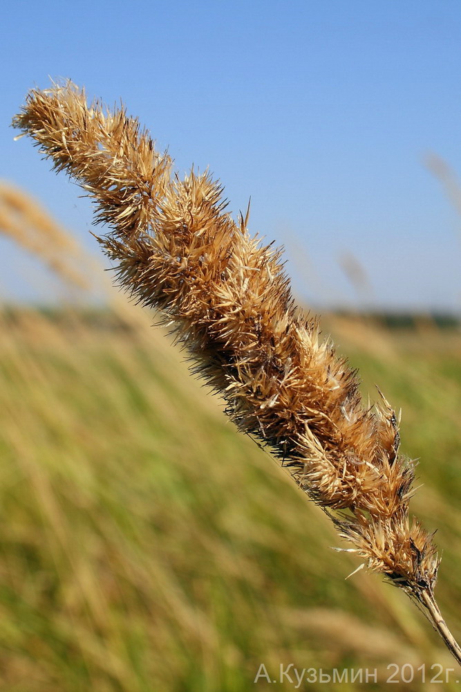 Изображение особи Calamagrostis glomerata.