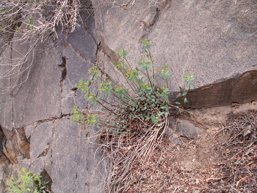 Image of Euphorbia pachyrrhiza specimen.