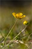 genus Ranunculus. Верхушка цветущего растения. Карачаево-Черкесия, Архыз, гора Пастухова, субальпийский луг 25.10.2012.