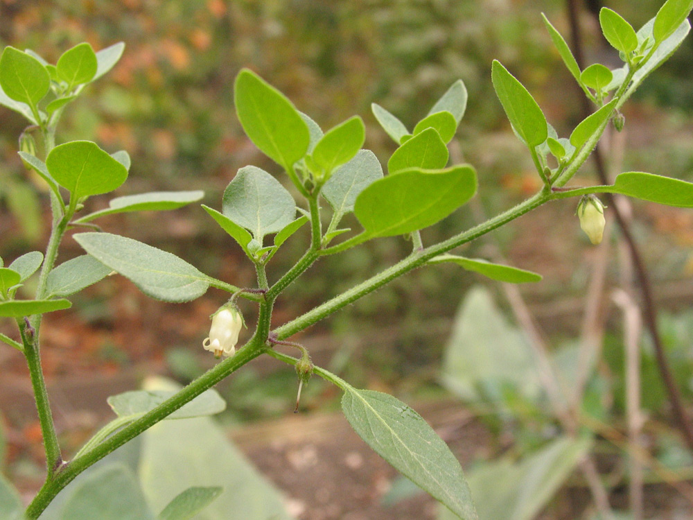 Image of Salpichroa origanifolia specimen.