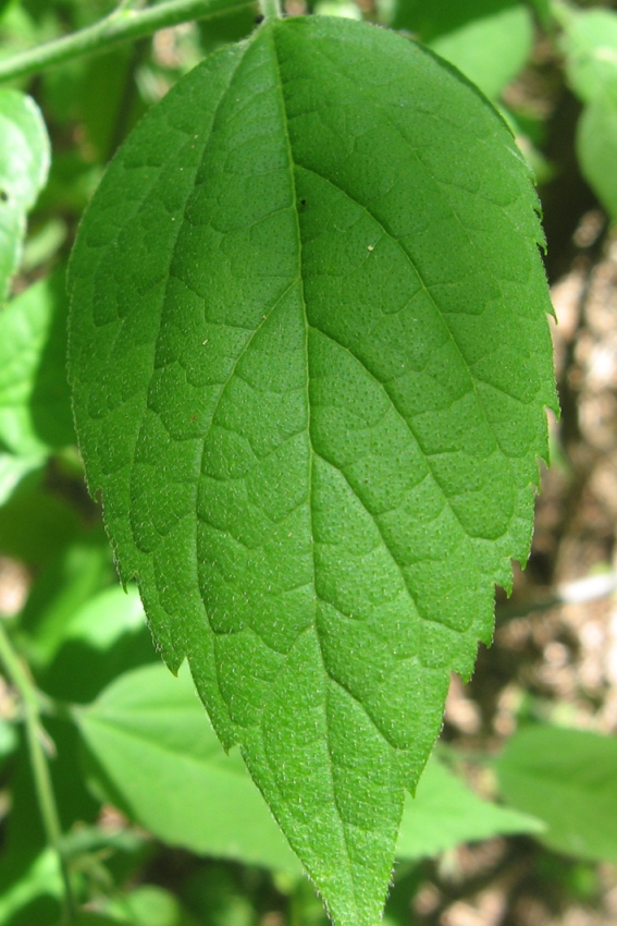 Изображение особи Celtis australis.