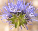 Jasione heldreichii