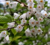 Halesia carolina. Соцветия. Германия, г. Krefeld, Ботанический сад. 11.05.2013.