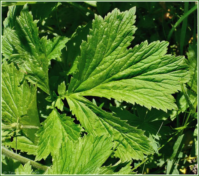 Image of Geum &times; intermedium specimen.