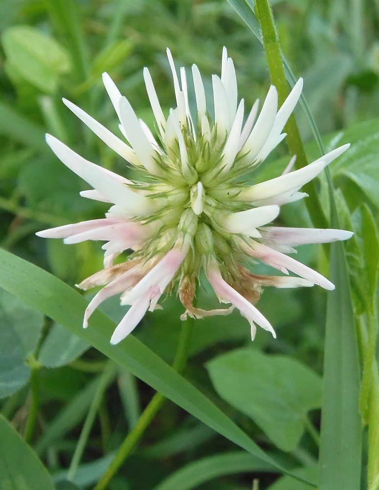 Image of Trifolium ambiguum specimen.