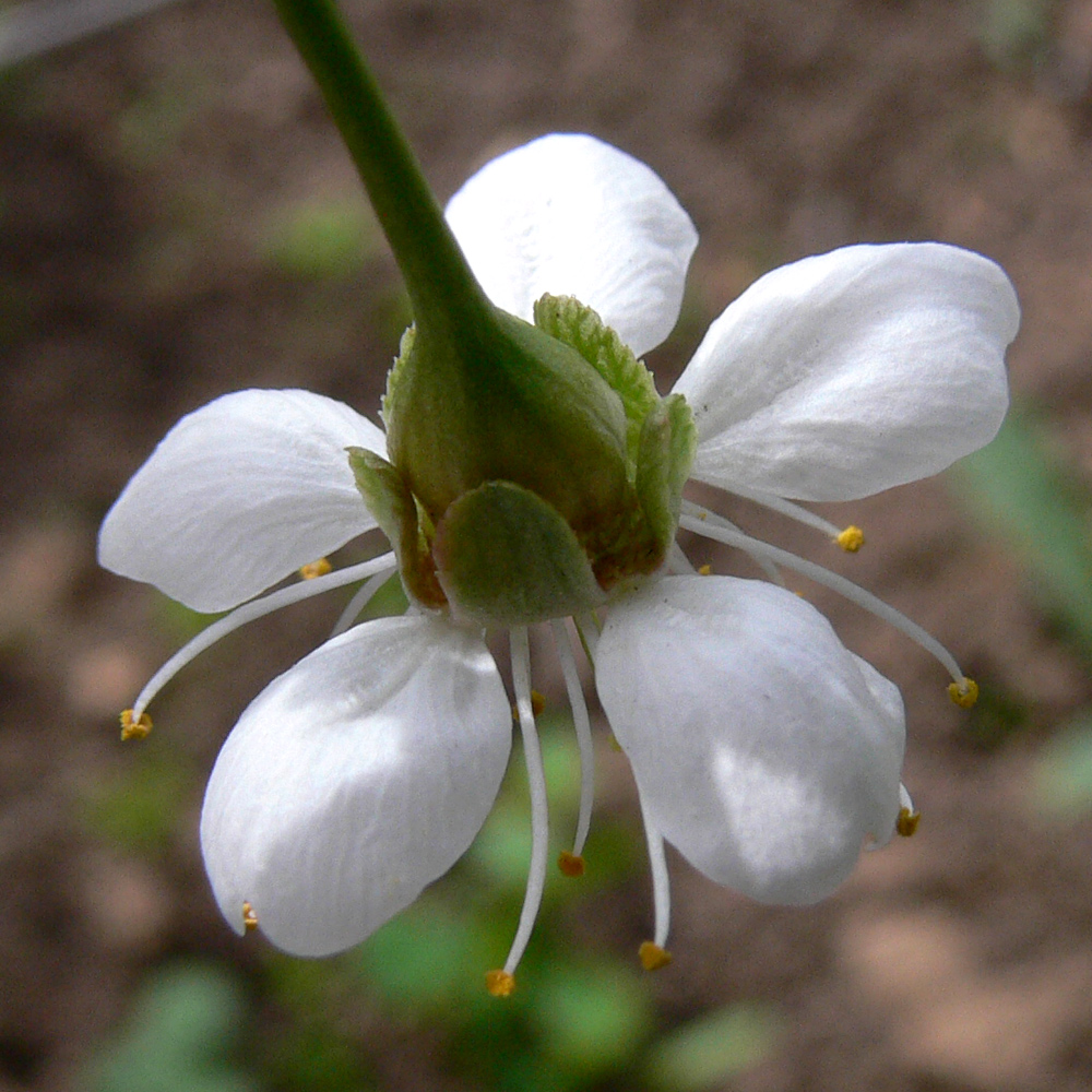 Изображение особи Cerasus vulgaris.