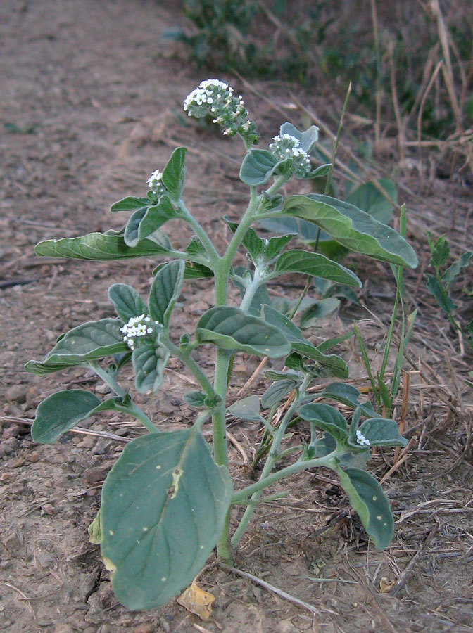 Image of Heliotropium europaeum specimen.