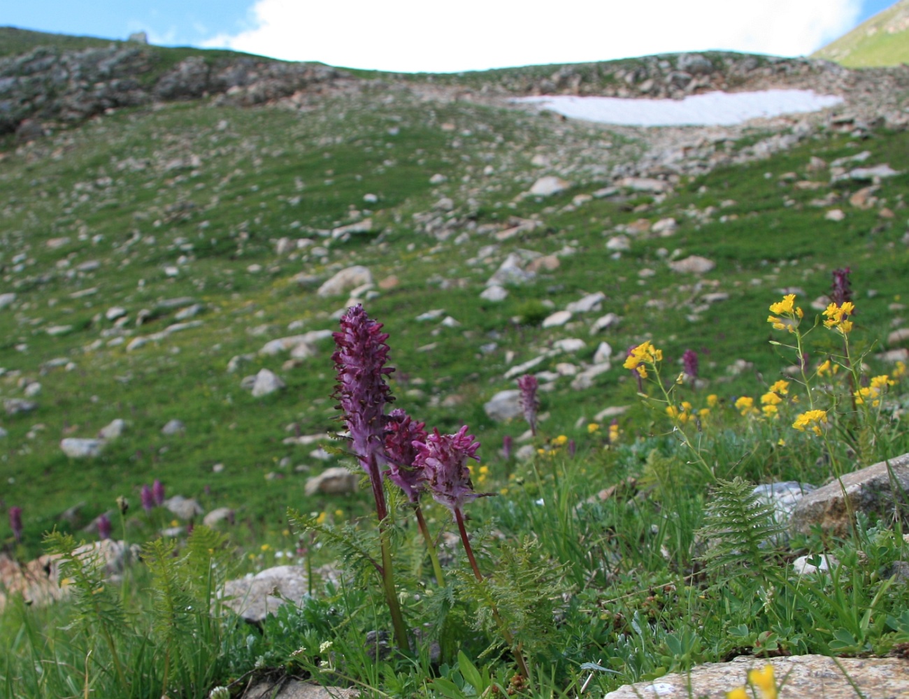 Изображение особи Pedicularis panjutinii.