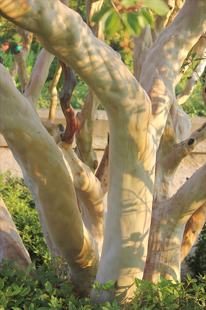 Image of Arbutus andrachne specimen.