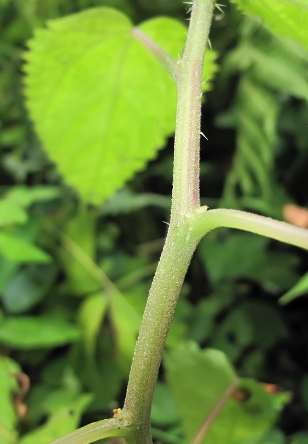 Изображение особи Laportea bulbifera.