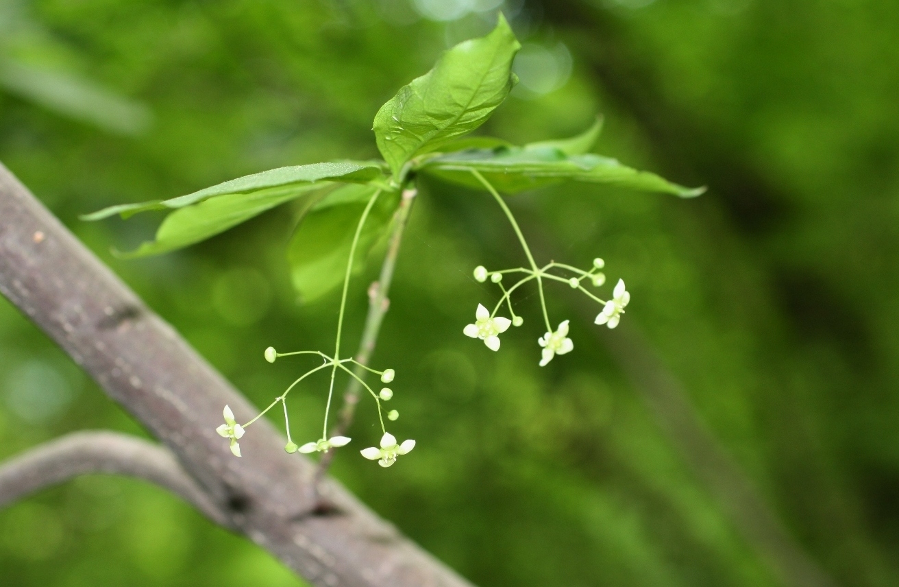 Image of Euonymus latifolius specimen.