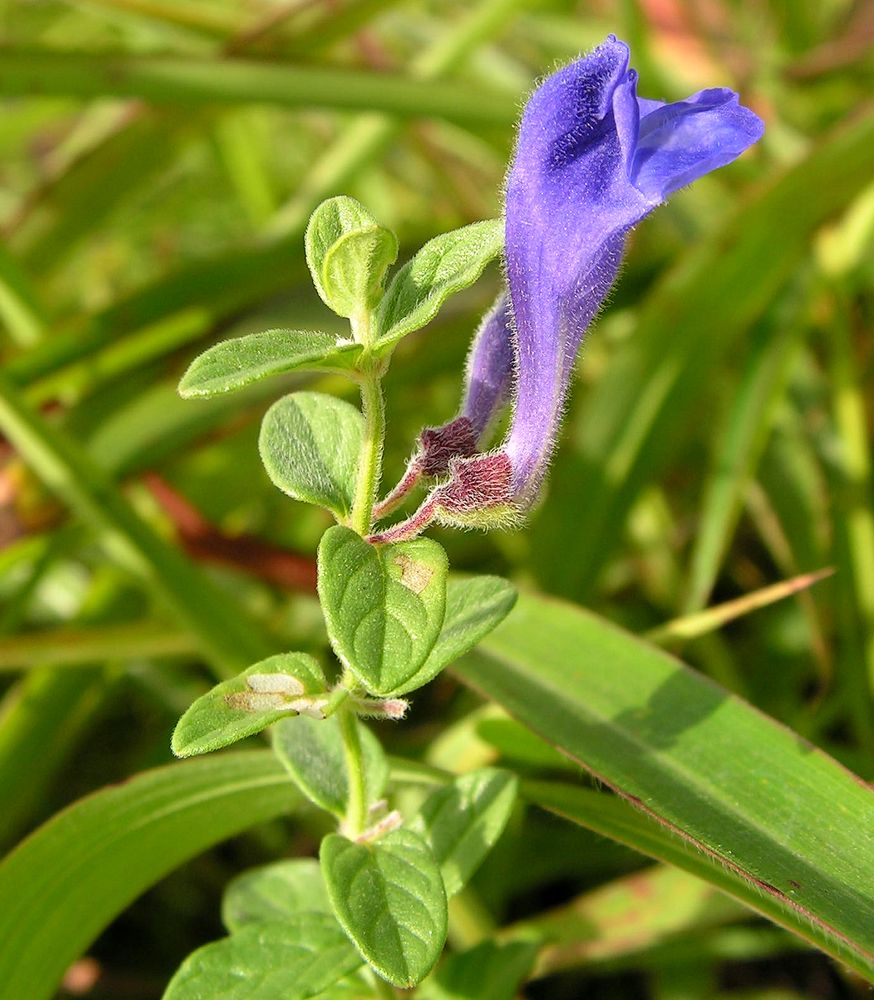 Image of Scutellaria strigillosa specimen.