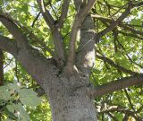 genus Paulownia