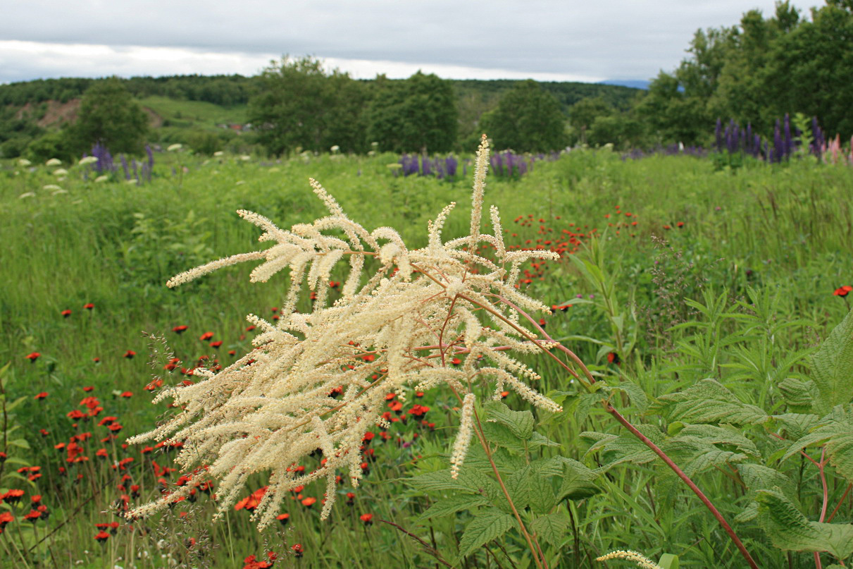 Image of Aruncus dioicus specimen.