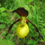 Cypripedium calceolus. Цветок. Украина, Львовская обл., у края кустарниковых зарослей на выходах известняков. 1 июня 2009 г.