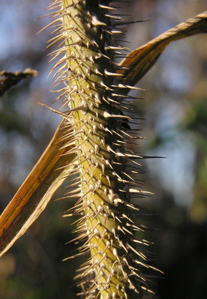 Image of Rosa glabrifolia specimen.