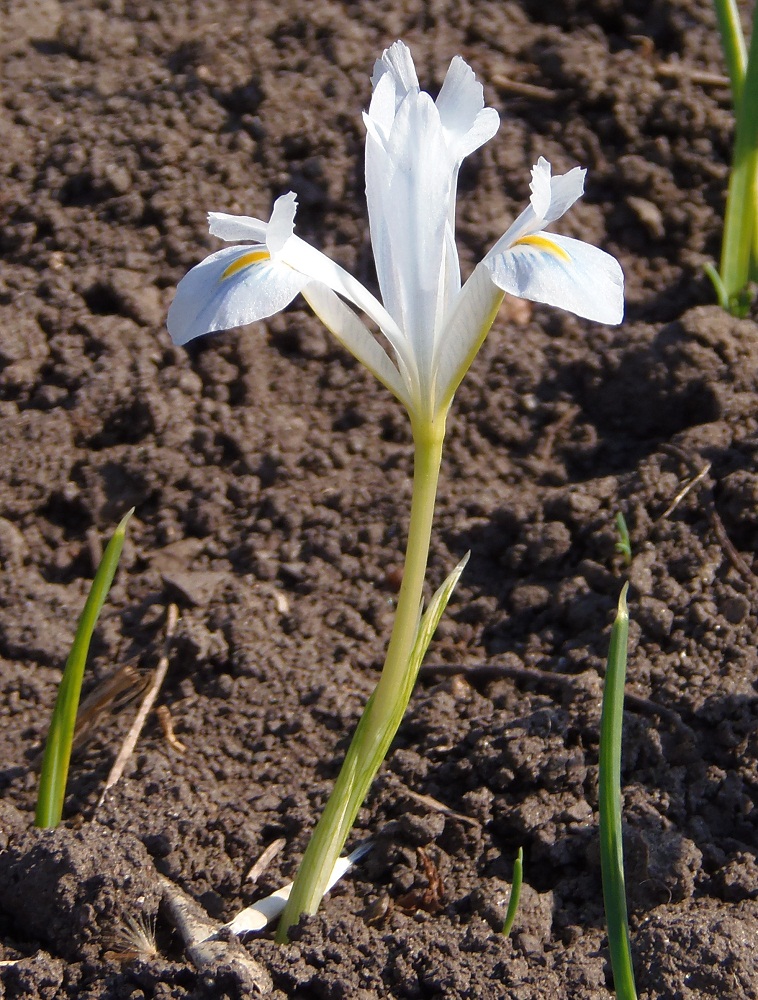 Изображение особи Iridodictyum reticulatum.