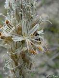 Asphodeline taurica