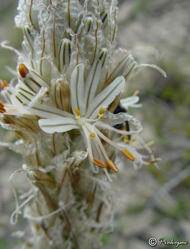 Image of Asphodeline taurica specimen.