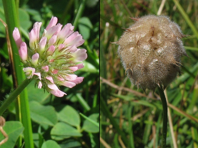 Image of Trifolium fragiferum specimen.