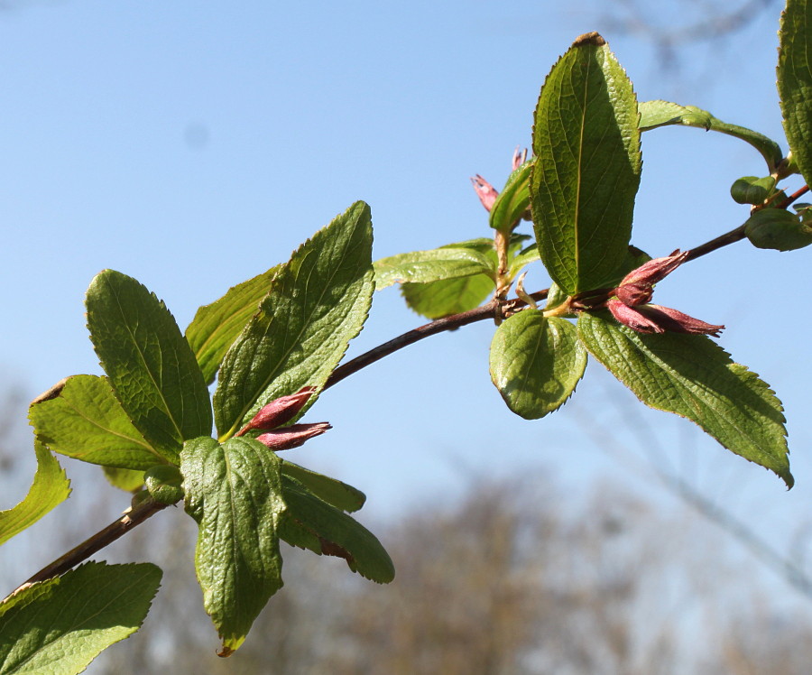 Image of Weigela praecox specimen.