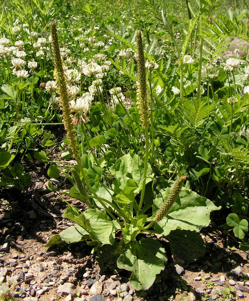 Изображение особи Plantago major.