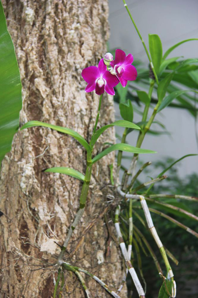 Image of genus Dendrobium specimen.