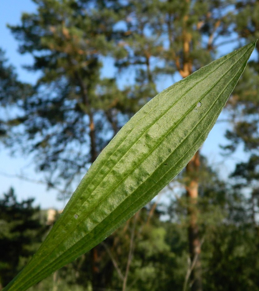 Изображение особи Plantago lanceolata.