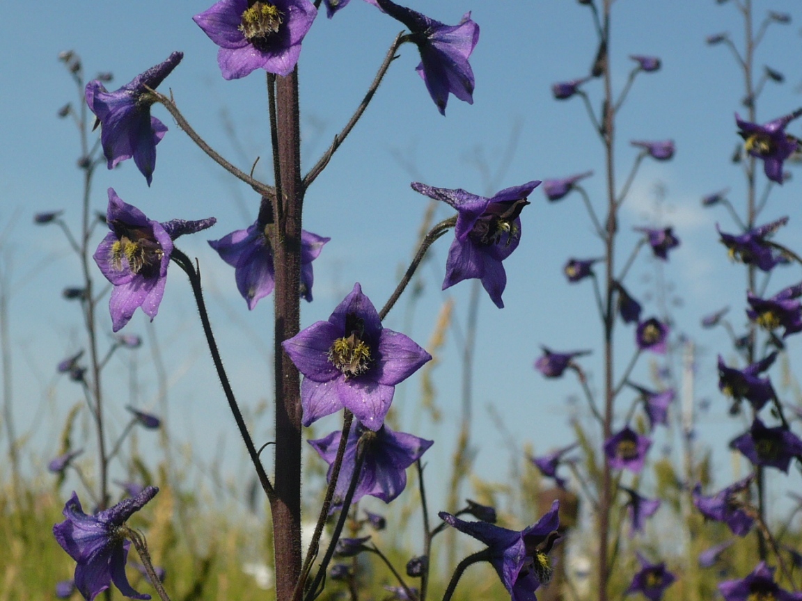 Изображение особи Delphinium elatum.