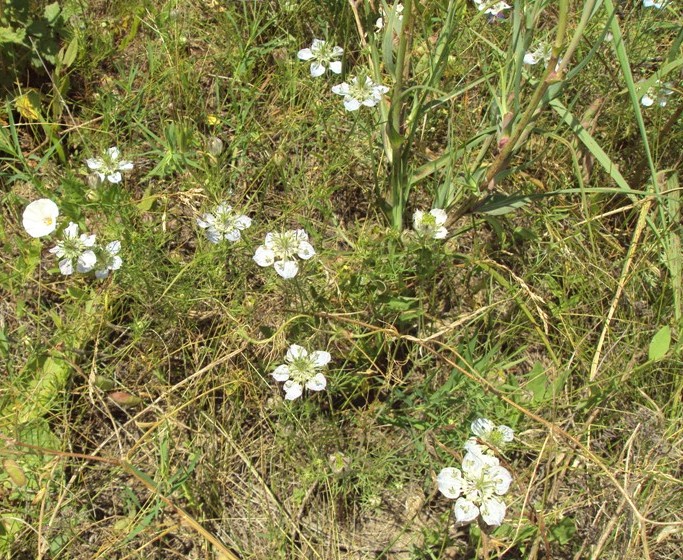 Image of Nigella arvensis specimen.