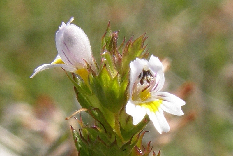 Image of Euphrasia taurica specimen.