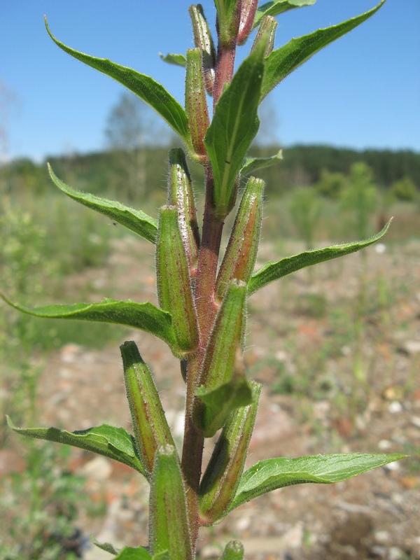 Изображение особи Oenothera rubricaulis.