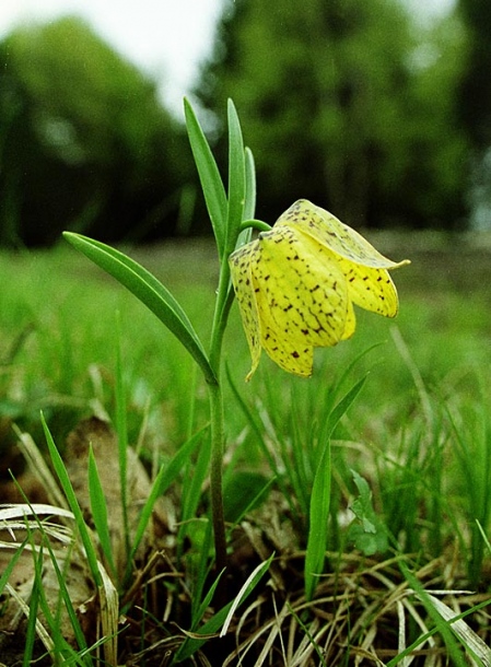 Image of Fritillaria ophioglossifolia specimen.