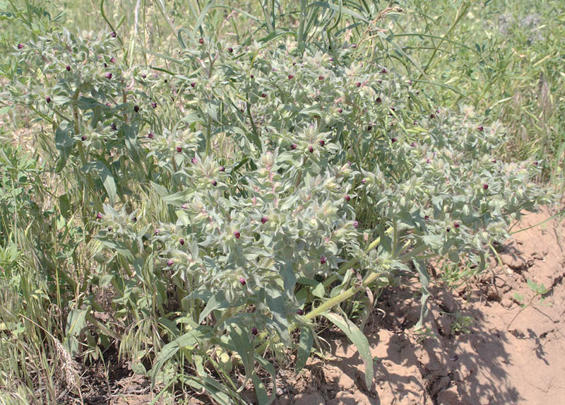 Image of Nonea rossica specimen.