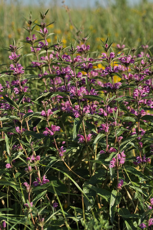 Image of Phlomis pungens specimen.