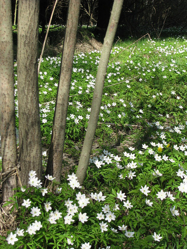 Image of Anemone nemorosa specimen.