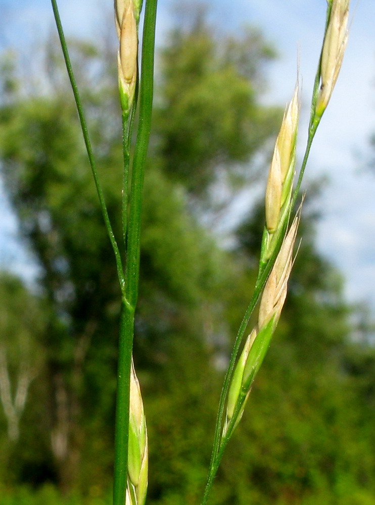 Image of Festuca gudoschnikovii specimen.